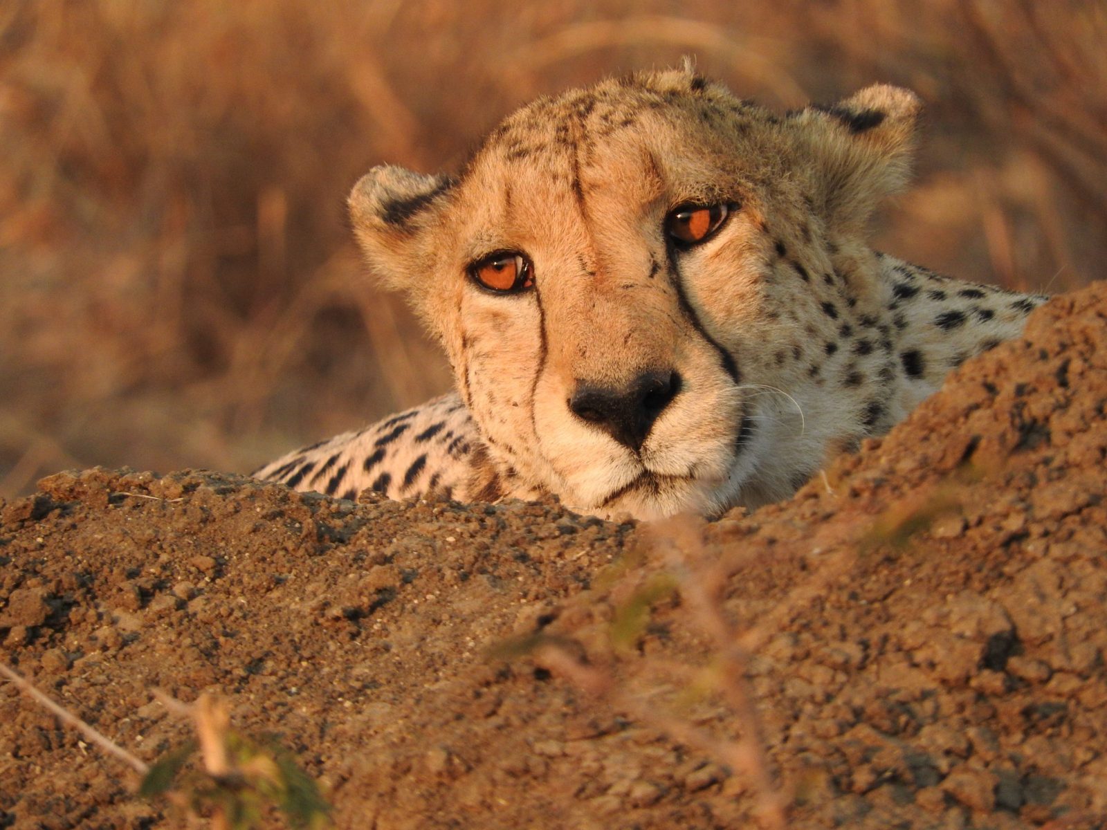 Cheetah resting in Madikwe, showcasing its piercing gaze amidst the natural habitat.