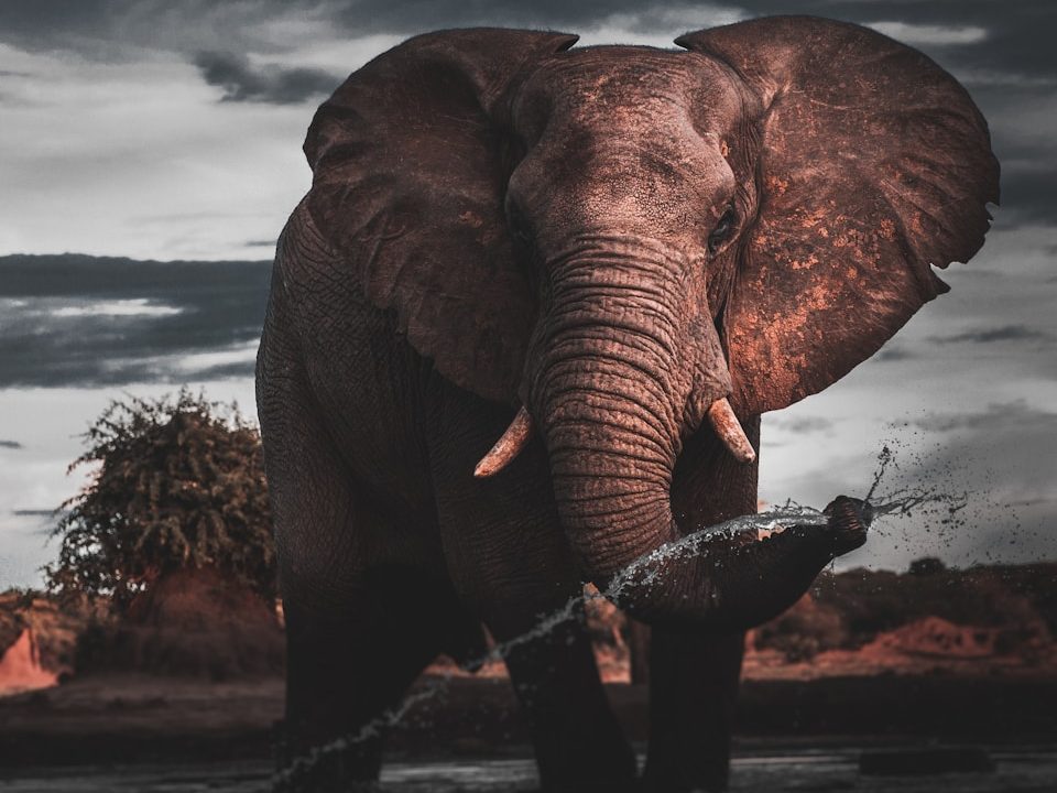 brown elephant standing on brown field during daytime